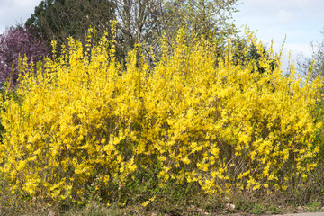 Forsythia