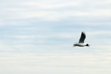 Flying bird with open mouth