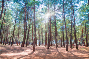 the sun's rays passing through the foliage of the tree