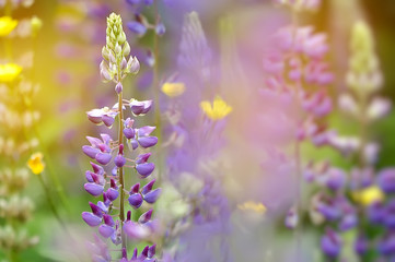 Colorful garden of blooming Lupine flowers