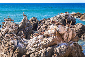 Rocks with brown pelicans in Chile