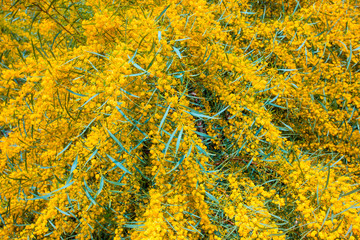 yellow splendid mimosa on tree