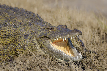 Obraz premium Nile crocodile (Crocodylus niloticus). Botswana
