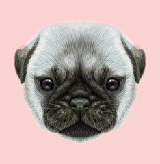 Illustrated portrait of Pug puppy
