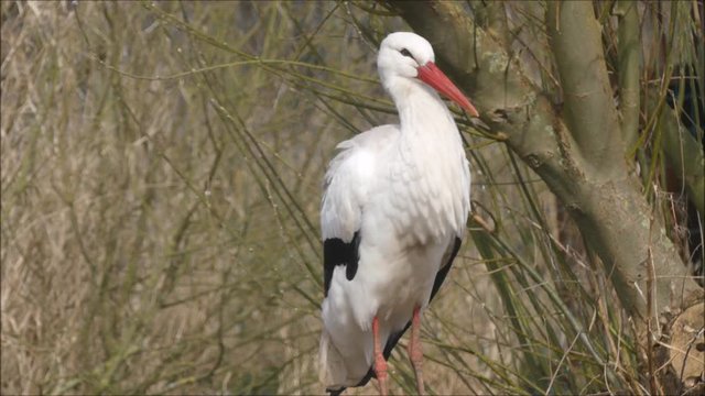 Storch
