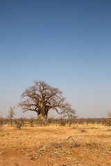 Big Baobab Trees in Desert of Mapungubwe National Park, South Africa, Africa