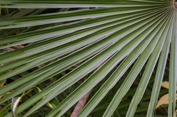 Palm tree leaf close up