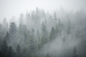 Trees on mountains on foggy morning in Alaska