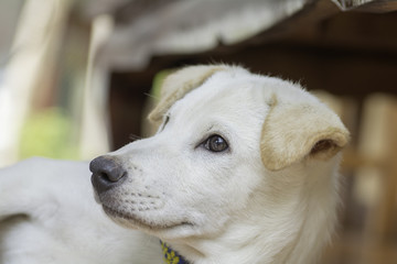 Face of dog in closeup