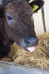 Brown calf shows the tongue. Bull with tongue out eats hay