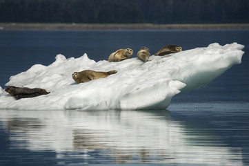 Harbor seals resting on iceberg in Alaska