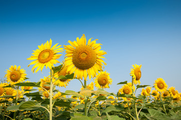 Obraz premium Field of blooming sunflowers.