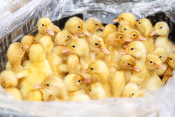 Little yellow ducklings on a poultry farm