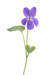 Violet