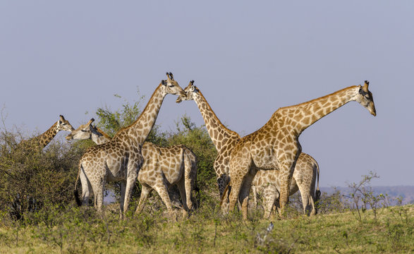 South African giraffe or Cape giraffe (Giraffa giraffa giraffa) herd. Botswana