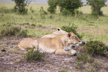 Lion lying and resting in the grass at the savannah