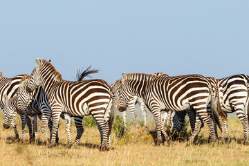 Fototapeta na wymiar Flock of Zebras walking on the savanna