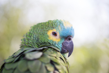 Parrot portrait of bird. Wildlife scene from tropic nature.