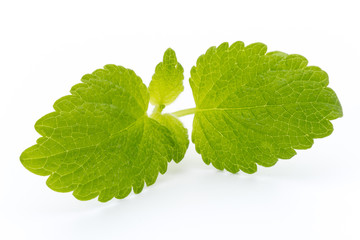 Fresh mint leaves isolated on white background. © gitusik