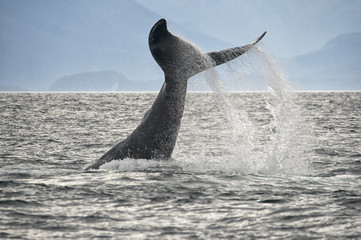 Humpback whale beginning to dive © Tom