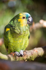 Parrot portrait of bird. Wildlife scene from tropic nature.
