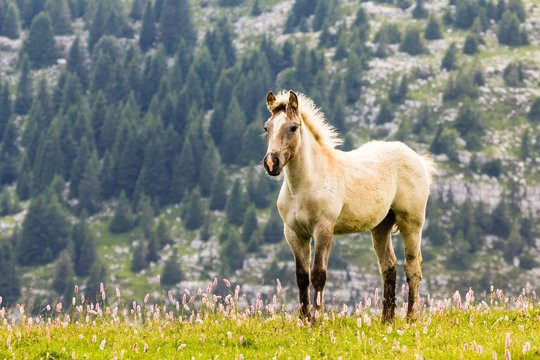 Filly, Altopiano of Asiago, Province of Vicenza, Veneto, Italy, Young horse in alpine meadow.