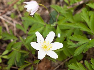 An Isolated White Flowerhead in the Spring Time Light