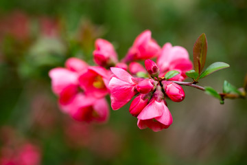 Fototapeta na wymiar Cherry blossom in spring for background.