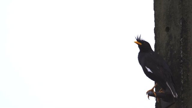 acridotheres bird on the electric pole