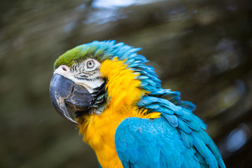 Parrot portrait of bird. Wildlife scene from tropic nature.