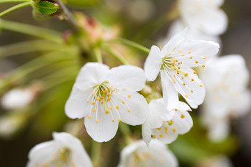 Cherry blossom in spring for background.