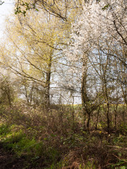Two Trees in the Middle of A Forest Surrounded by Plants