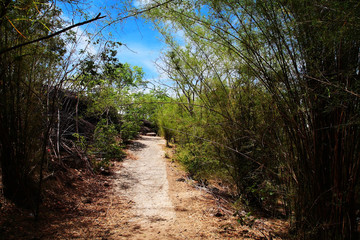 uphill route with Bamboo grove
