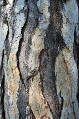 Tronc et écorce de pin