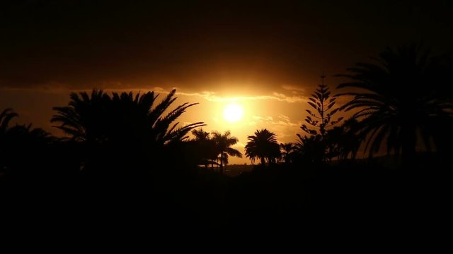 Golden setting spherical sun palm tree silhouettes Canary Islands Spain