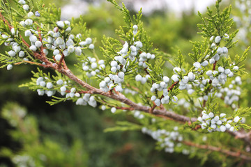 Juniper twig with berries in the garden