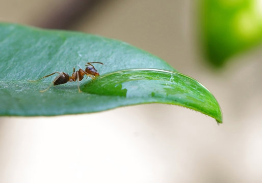 Natural detail, an ant drinks the dew on a leaf