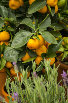 Orangen Mandarinen Pflanze