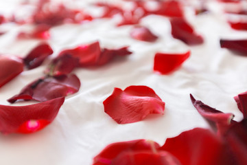 Fototapeta premium Rose Petals Border
