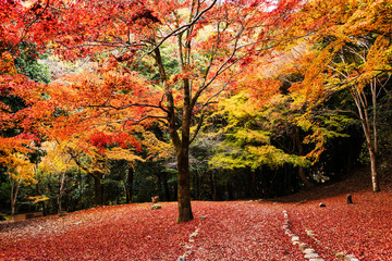 Autumn trees with red leaf carpet, Arashiyama