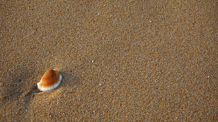 shells on a beach