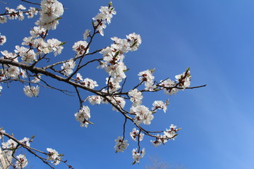 Apricot flowering againts the sky