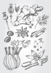 Hand drawn set of herbs and spices - poppy, ginger root, cardamom, coriander, nutmeg, star anise, cinnamon sticks, fennel, cloves, black pepper, cumin, vanilla pods with a flower. Vector Illustration. - 143952063