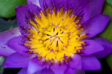 Violet Lotus Flower Closeup