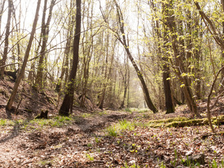 Obraz premium A Bunch of Trees in the Middle of a Forest