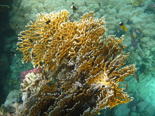 mondo sommerso © paolo