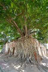 old temple in tree