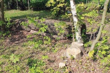 Paris, bois de Vincennes