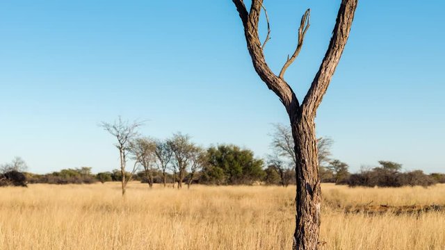 A slow linear timelapse after sunrise of a typical Kalahari bushveld landscape with a young Acacia tree surrounded by tall grass blowing in the wind in golden sunlight, close-up