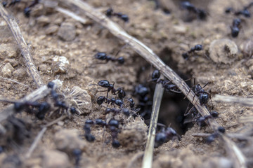 Nest of black ants